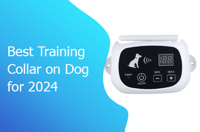 Best Training Collar on Dog for 2024